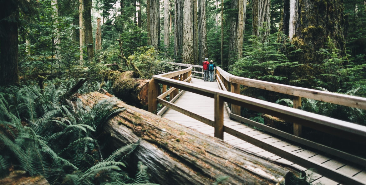 Couple exploring old growth on Vancouver Island